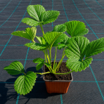 Jahoda ananásová - Pineberry (Fragaria × ananassa) ´SNOW WHITE´ - P9